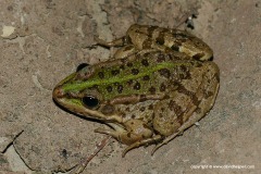 Pelophylax perezi