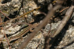 Podarcis guadarramae