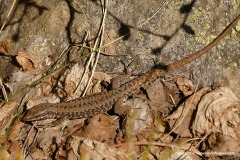 Podarcis muralis