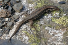 Podarcis muralis