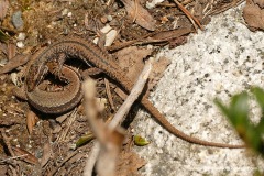 Podarcis muralis