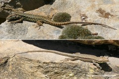 Podarcis muralis