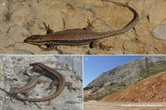 Podarcis muralis