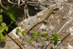 Podarcis muralis