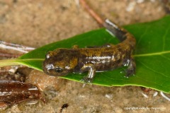 Salamandra salamandra terrestris