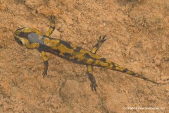 Salamandra salamandra terrestris