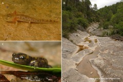 Salamandra salamandra terrestris