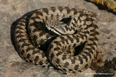 Vipera aspis zinnikeri