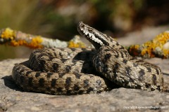 Vipera aspis zinnikeri