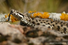 Vipera aspis zinnikeri