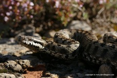 Vipera aspis zinnikeri