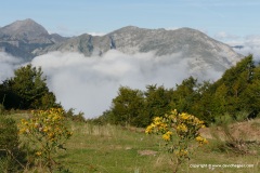 Picos de Europa