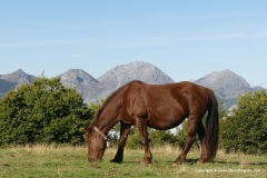 Cantabrian Mts.