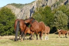 Cantabrian Mts.