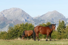 Cantabrian Mts.