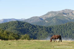 Picos de Europa