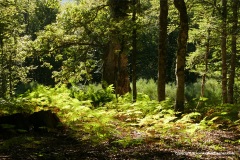 Cantabrian Mts.