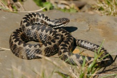 Vipera seoanei