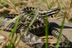 Vipera seoanei