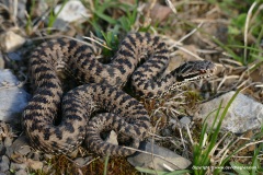 Vipera seoanei
