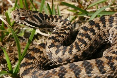 Vipera seoanei