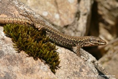 Podarcis muralis