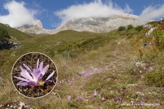 Cantabrian Mts.