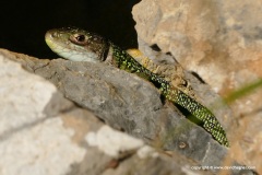 Lacerta bilineata