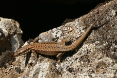 Podarcis muralis