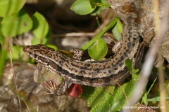 Podarcis muralis