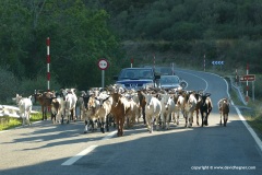 Cantabrian Mts.