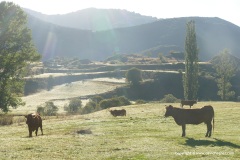 Cantabrian Mts.