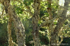 Cantabrian Mts.