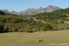 Cantabrian Mts.