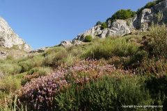 Cantabrian Mts.