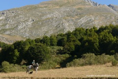 Cantabrian Mts.