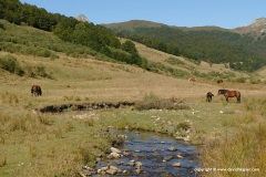 Cantabrian Mts.