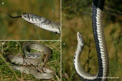 Natrix astreptophora
