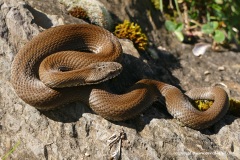 Vipera seoanei