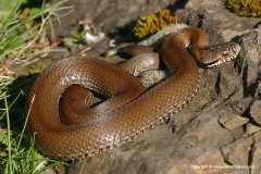 Vipera seoanei
