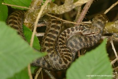 Vipera seoanei