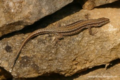 Podarcis liolepis