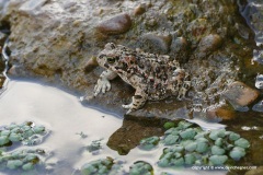 Epidalea calamita