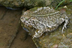 Epidalea calamita
