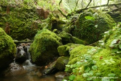 Cantabrian Mts.