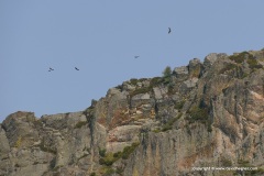 Cantabrian Mts.