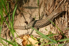 Podarcis muralis
