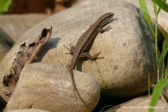 Podarcis muralis