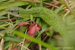 Lacerta bilineata