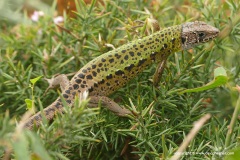 Lacerta schreiberi